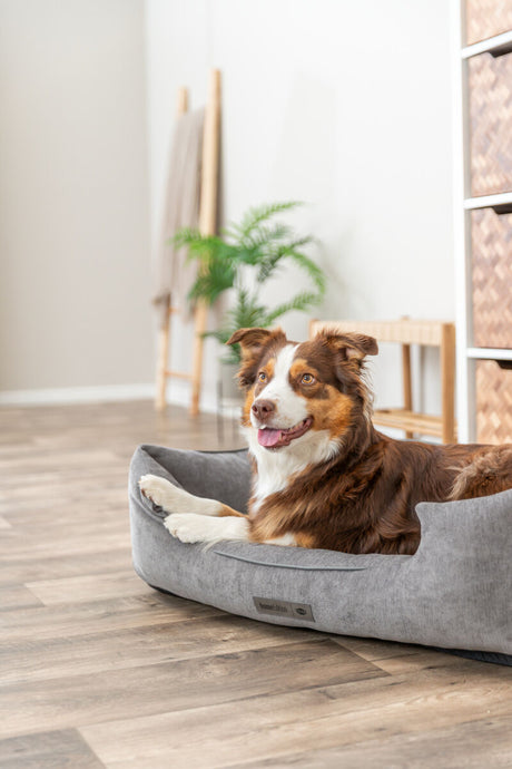 Hund liegt in grauem Hundebett auf Holzfußboden in einem hellen Raum.
