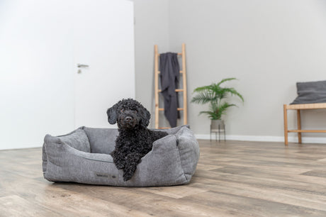 Ein kleiner schwarzer Hund sitzt in einem grauen Hundebett in einem hellen Raum.