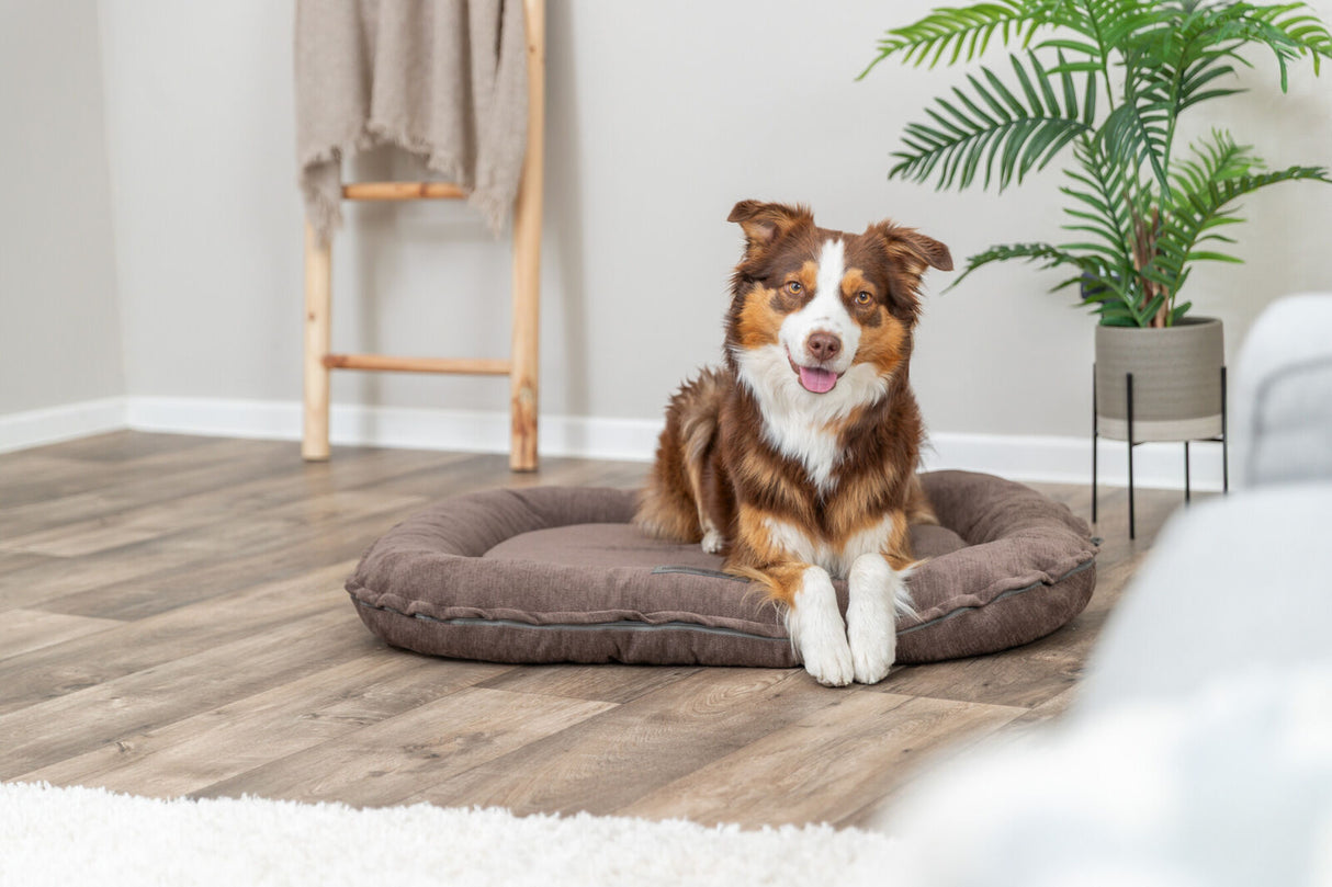 Ein brauner Hund liegt in einem runden Hundebett auf einem Holzboden neben einer Pflanze.