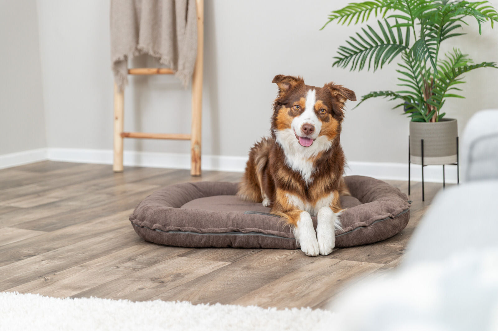 Ein brauner Hund liegt in einem runden Hundebett auf einem Holzboden neben einer Pflanze.