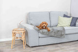 PHO_PRO_DOG_37160-1