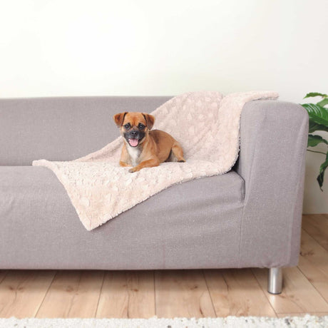 PHO_PRO_DOG_37163-37165-1