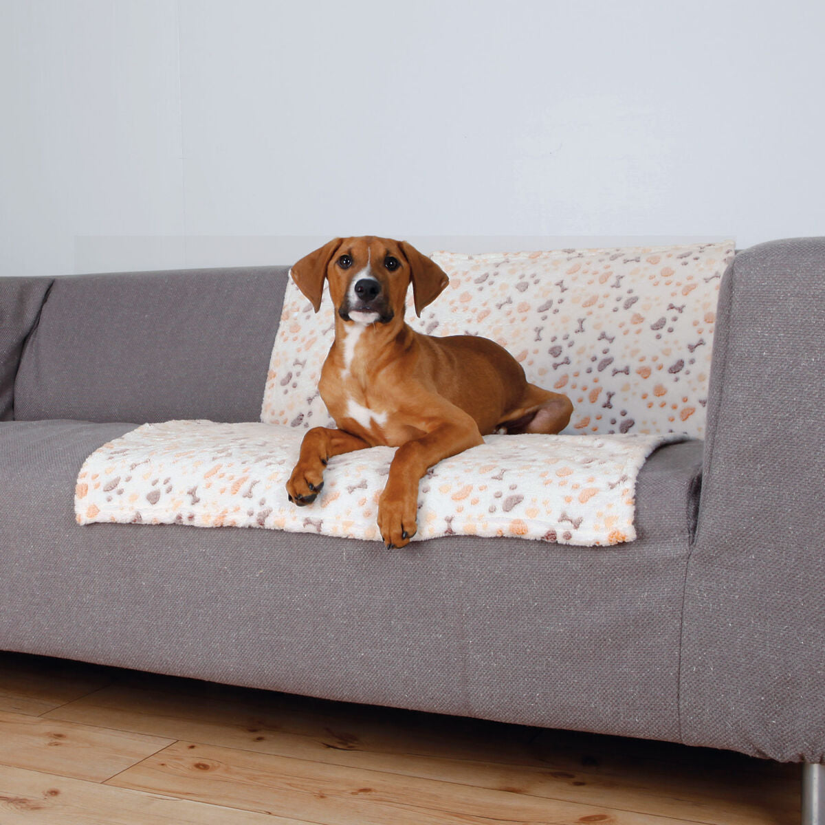PHO_PRO_DOG_37178-1