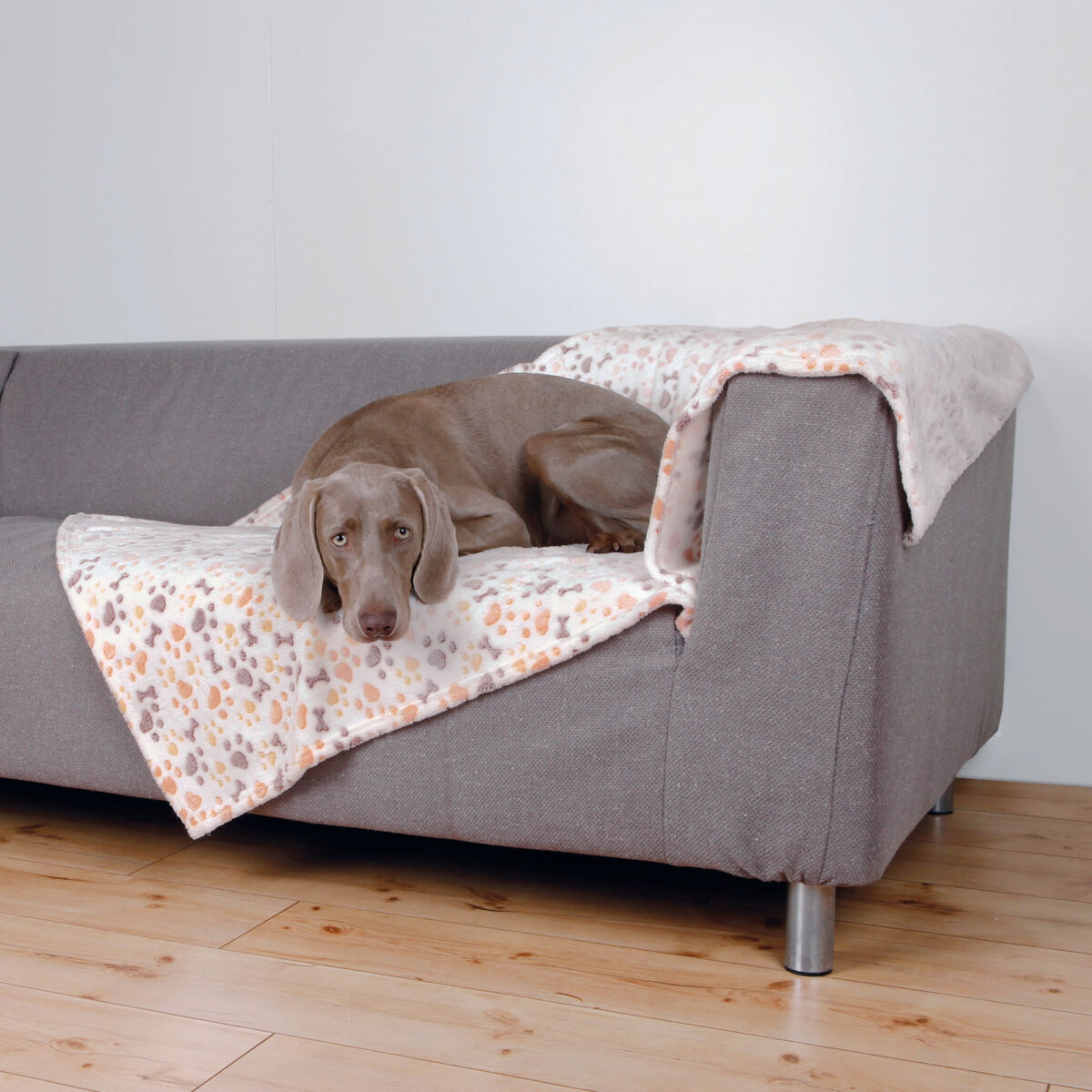 PHO_PRO_DOG_37179-1