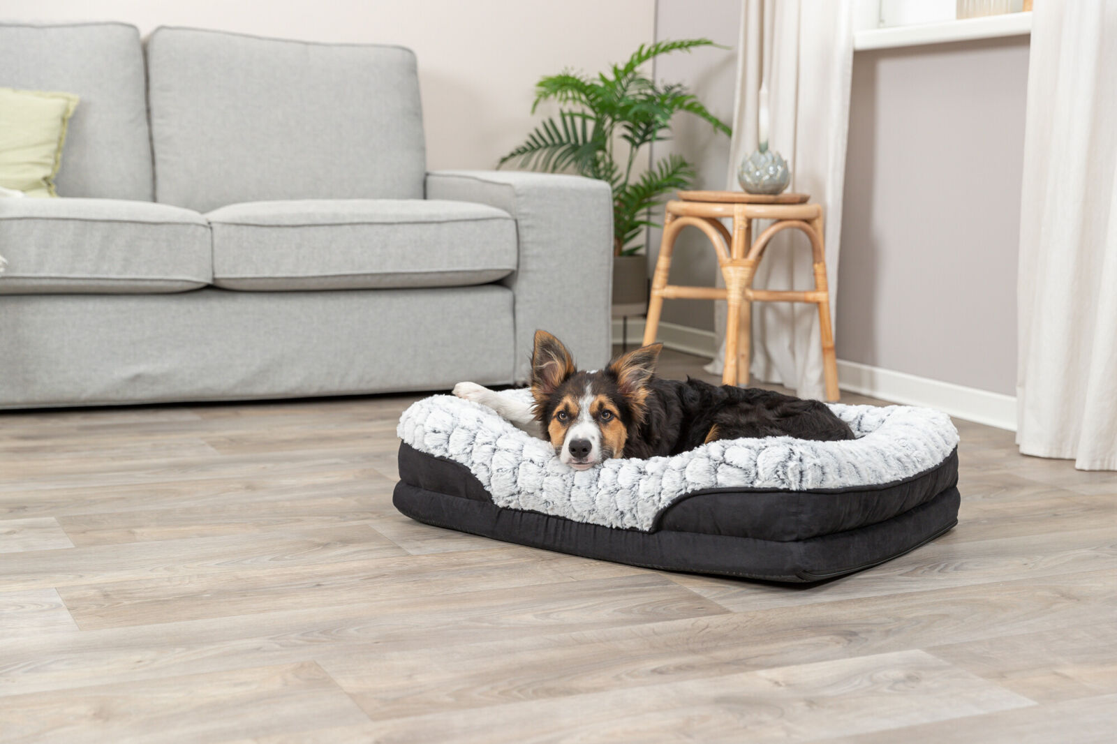 Hund liegt entspannt auf einem kuscheligen Hundebett in einem Wohnzimmer mit Sofa und Pflanzen im Hintergrund.