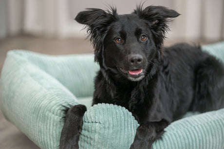 Ein schwarzer Hund liegt auf einem mintgrünen Hundebett mit strukturiertem Stoff und schaut aufmerksam nach vorne.