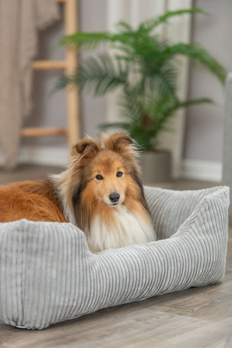 PHO_PRO_DOG_37263-37264-37265-2