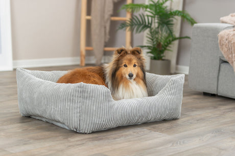 Ein Hund liegt in einem grauen Hundebett in einem Wohnzimmer mit Holzboden und Zimmerpflanze.