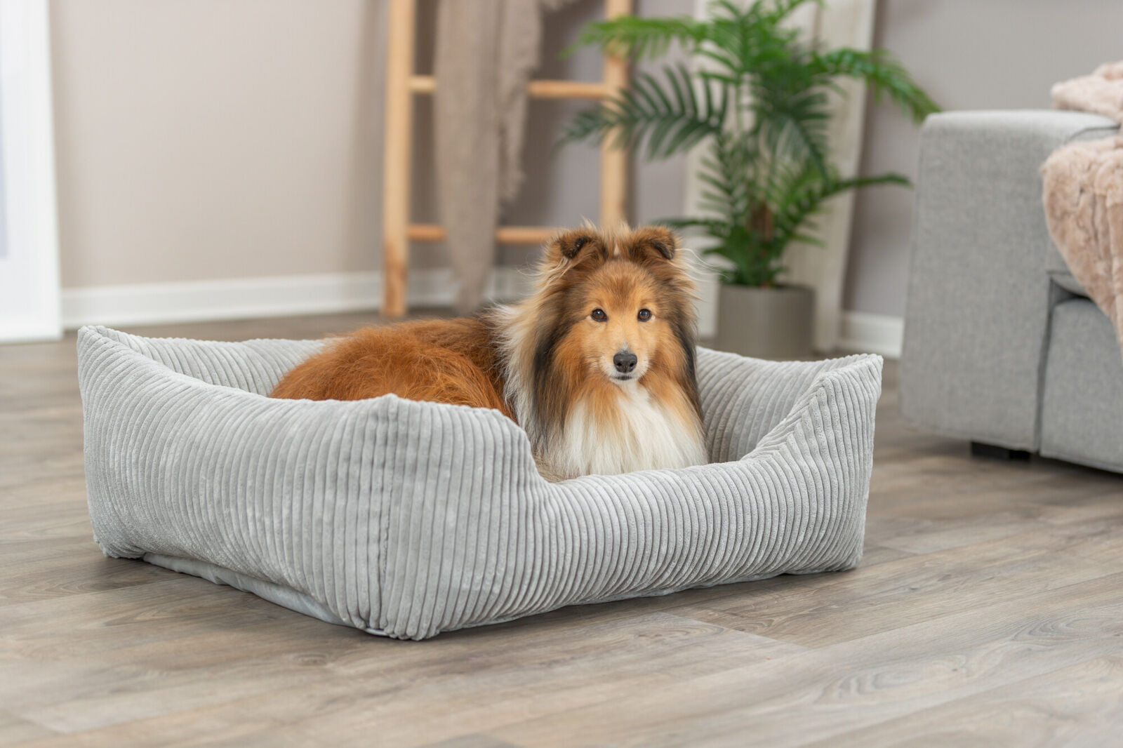 Ein Hund liegt in einem grauen Hundebett in einem Wohnzimmer mit Holzboden und Zimmerpflanze.
