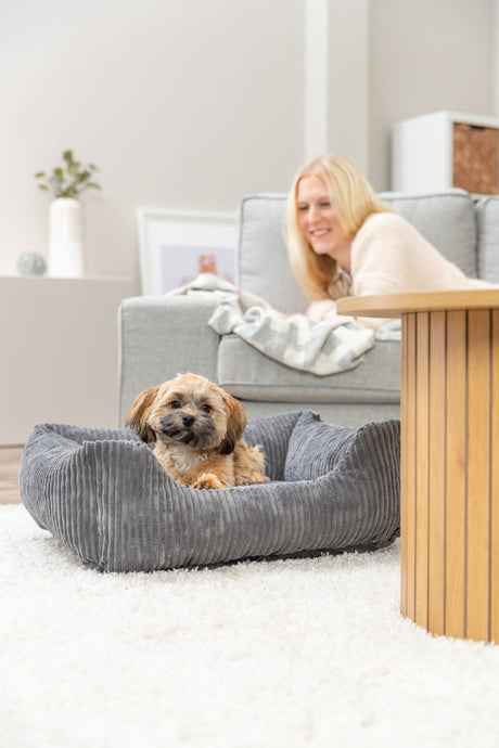 Ein kleiner Hund liegt in einem grau gestreiften Hundebett auf einem weißen Teppich, im Hintergrund eine lächelnde Person.