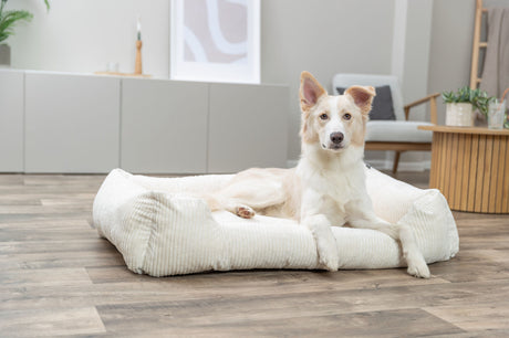 Hund liegt in einem cremefarbenen Bett auf einem Holzboden in einem Wohnraum.