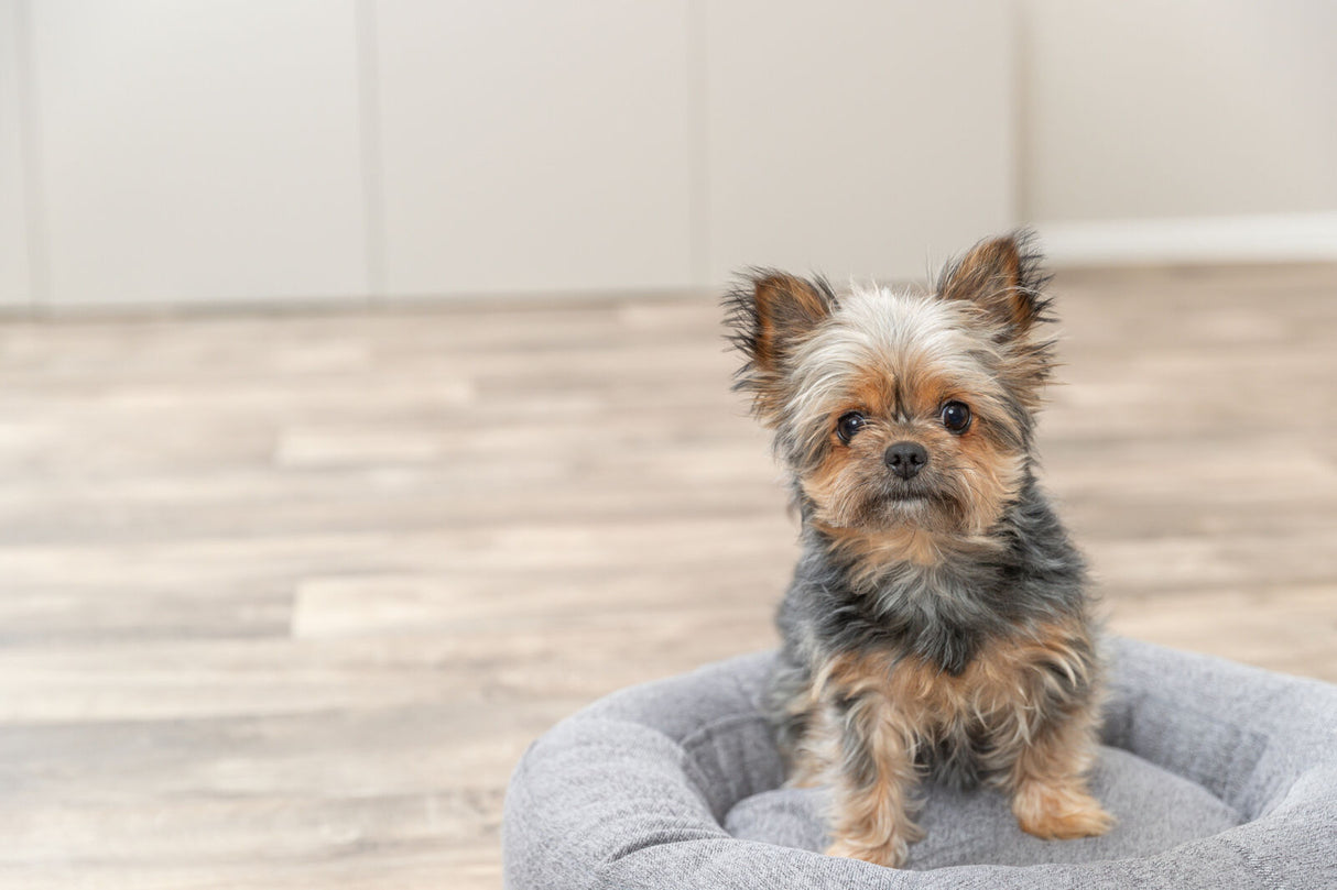 Kleiner Hund mit langem Fell sitzt in einem grauen Hundebett auf hellem Holzboden vor unscharfem Hintergrund.