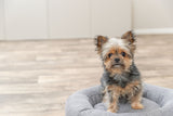 Kleiner Hund mit langem Fell sitzt in einem grauen Hundebett auf hellem Holzboden vor unscharfem Hintergrund.
