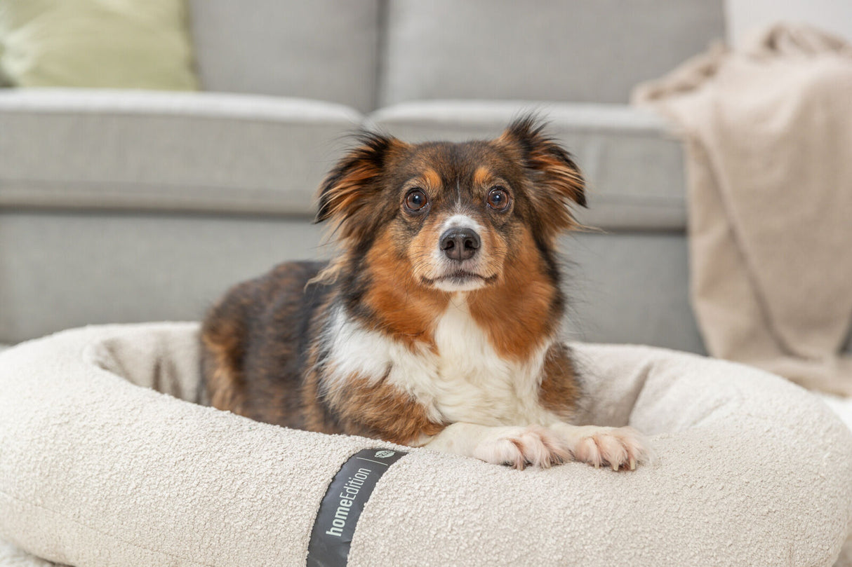 Ein braun-weißer Hund liegt in einem cremefarbenen Haustierbett mit der Aufschrift "homeEdition" im Vordergrund.