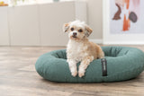 PHO_PRO_DOG_373013-373014-373015-1