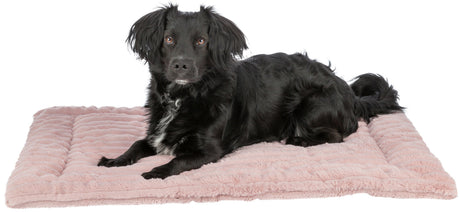 PHO_PRO_DOG_374000-1