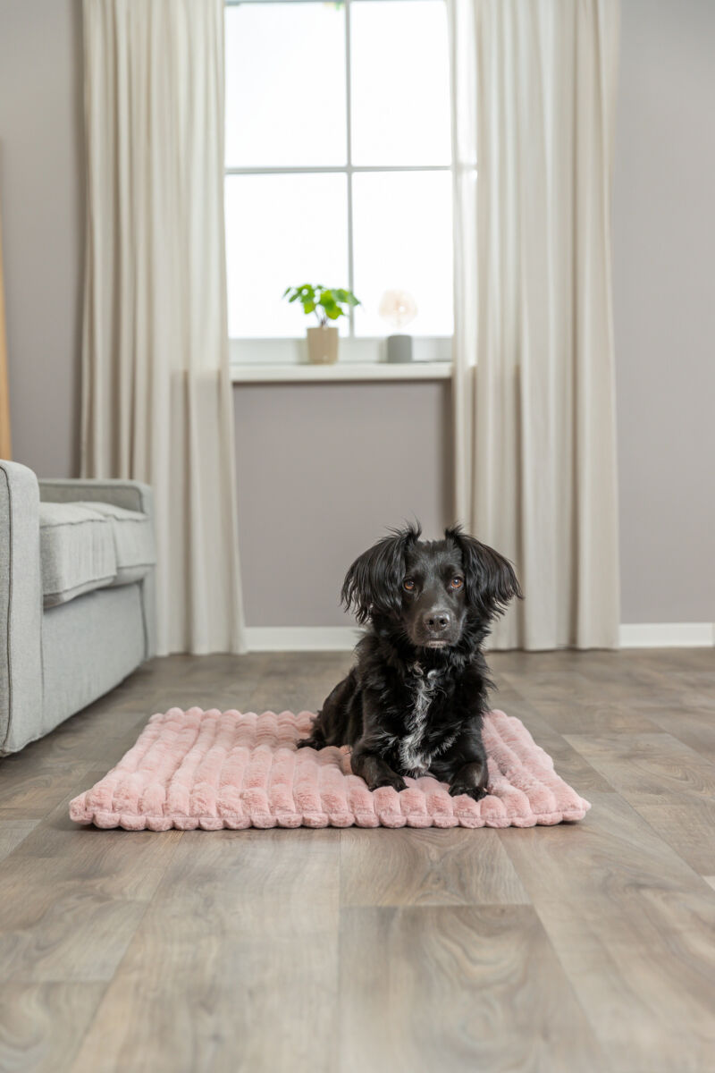 Ein schwarzer Hund liegt auf einer rosa Decke auf einem Holzboden, im Hintergrund ist ein Fenster mit Pflanzen zu sehen.