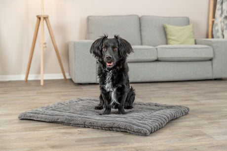 Ein schwarzer Hund sitzt auf einem grauen Hundebett in einem Zimmer mit Holzfußboden und grauem Sofa.