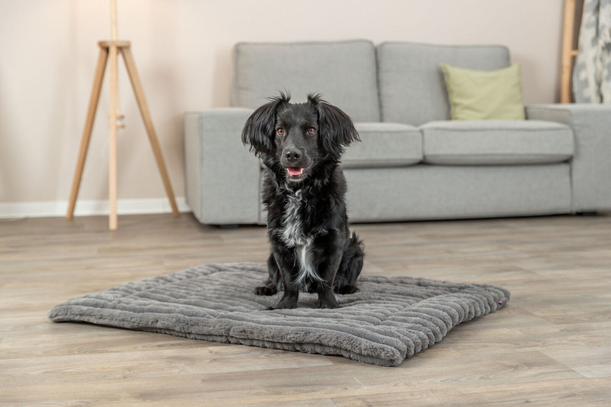 Ein schwarzer Hund sitzt auf einem grauen Hundebett in einem Zimmer mit Holzfußboden und grauem Sofa.