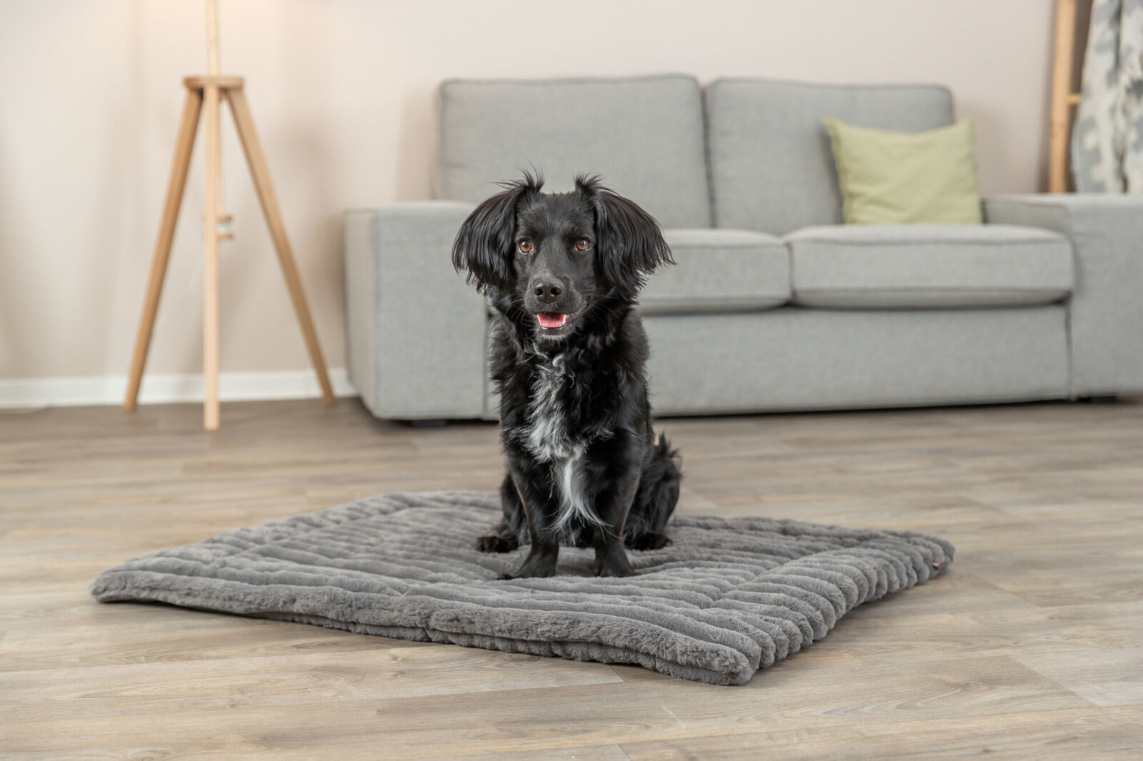 Ein schwarzer Hund sitzt auf einem grauen Hundebett in einem Zimmer mit Holzfußboden und grauem Sofa.