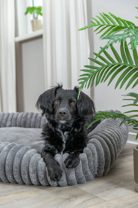 Schwarzer Hund liegt in einem grauen, flauschigen Hundebett auf Holzboden, mit Pflanzen im Hintergrund.