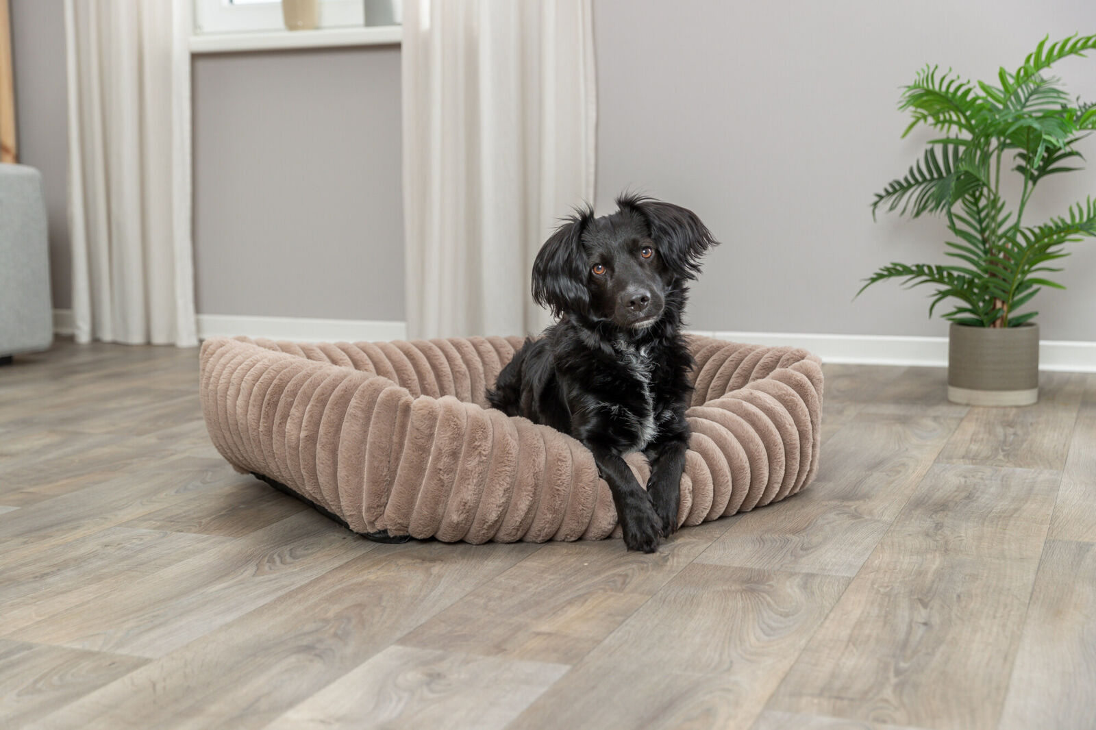 Ein schwarzer Hund liegt in einem braunen, gerippten Hundebett in einem Raum mit Holzboden und Topfpflanze.
