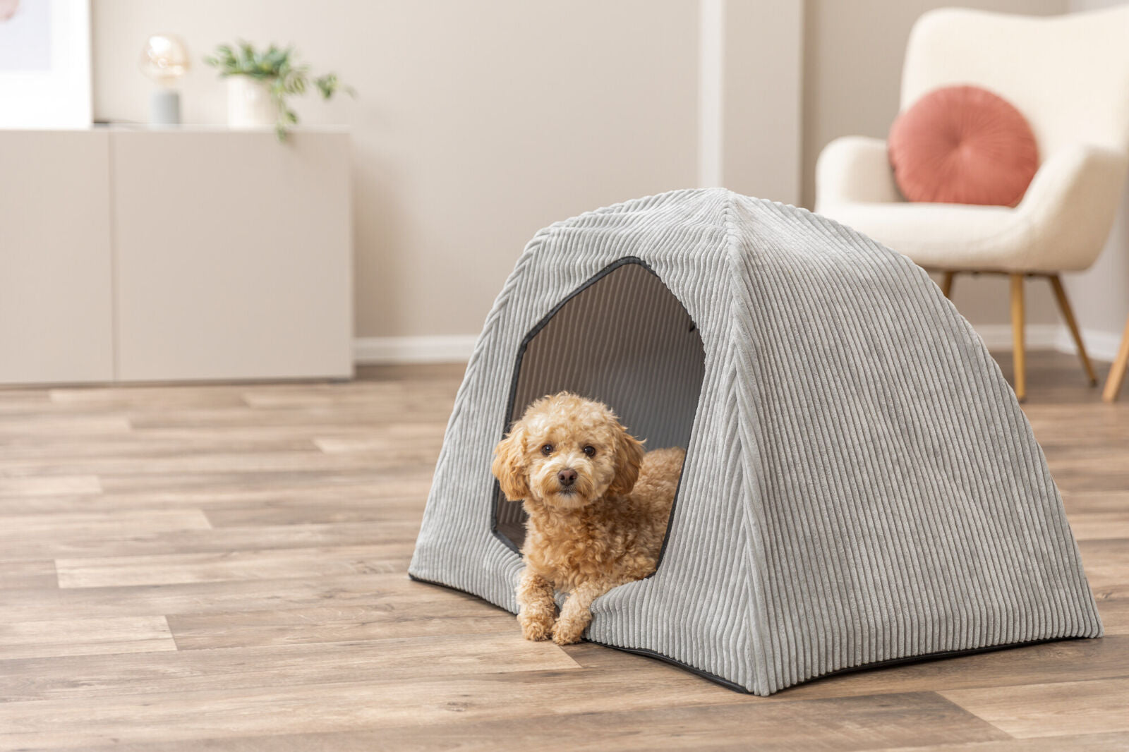 Kleiner Hund liegt in einer grauen, gestreiften Hundehöhle auf Holzboden in einem hellen Raum mit modernen Möbeln.