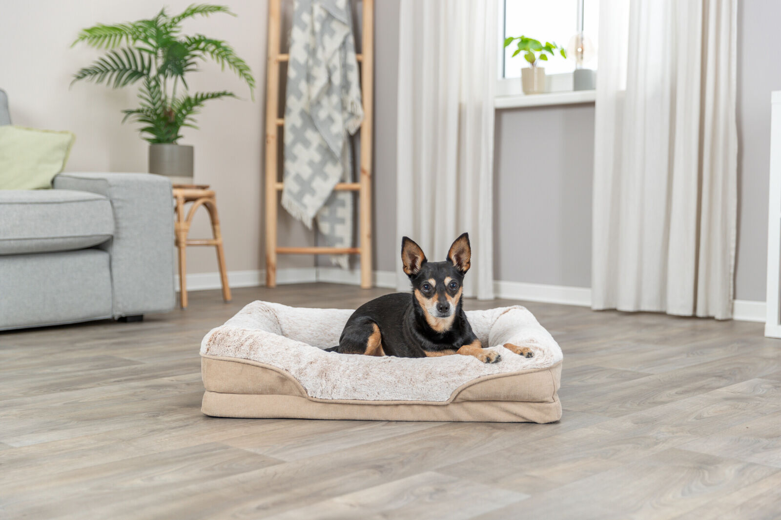Ein kleiner Hund liegt in einem beigen Hundebett in einem Wohnzimmer mit Holzboden, Sofa und Pflanzen im Hintergrund.