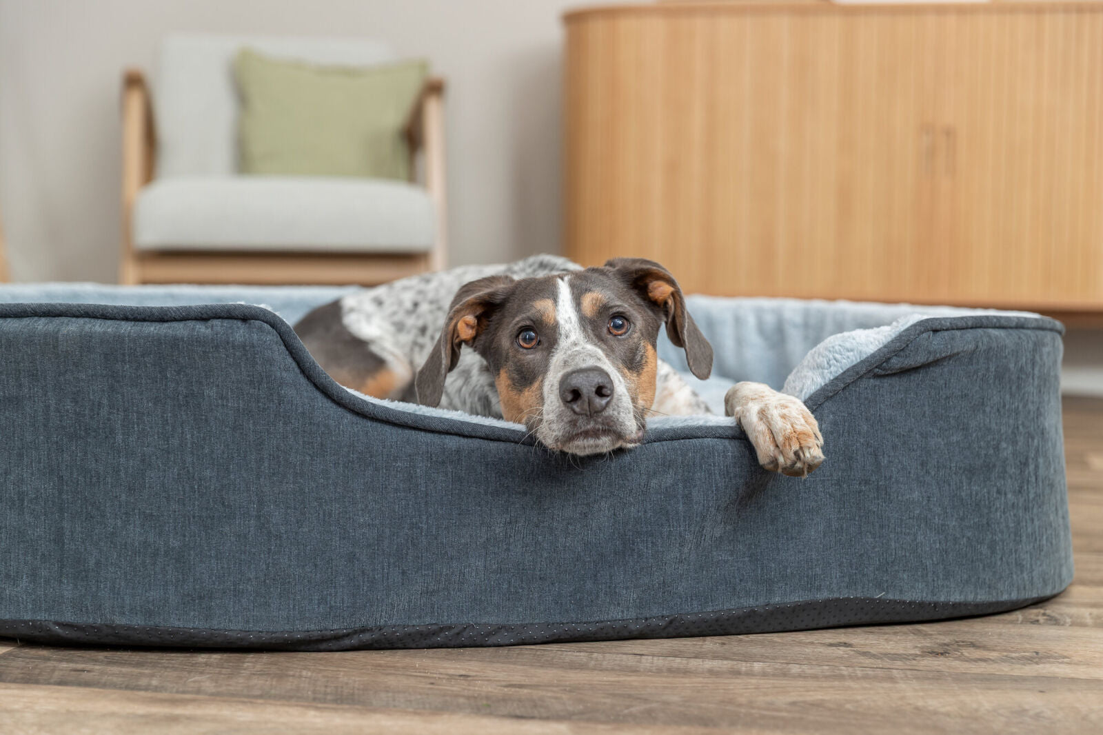 Hund liegt in grauem Hundebett auf Holzboden in einem Raum mit Möbeln.