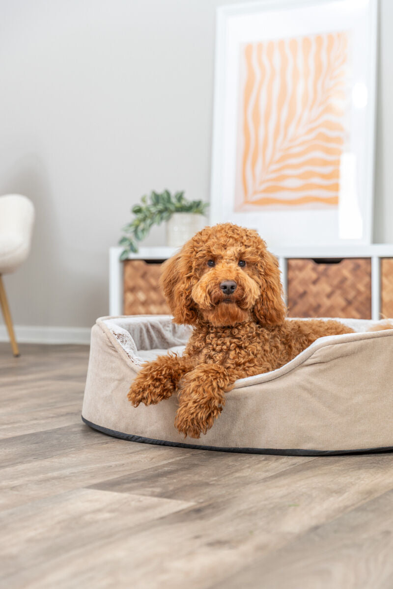 Ein Hund mit lockigem Fell liegt entspannt in einem beigen Bett in einem modernen Raum.