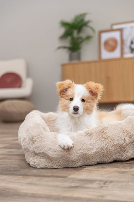 Ein kleiner Hund liegt auf einem flauschigen, beigen Hundebett in einem hellen Raum mit Holzboden und Pflanzen im Hintergrund.