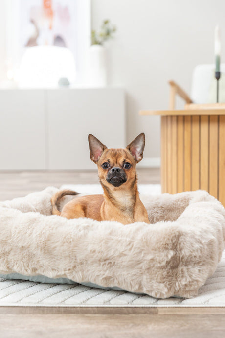 Ein kleiner Hund liegt in einem flauschigen, hellbeigen Hundebett in einem modernen, hellen Raum.