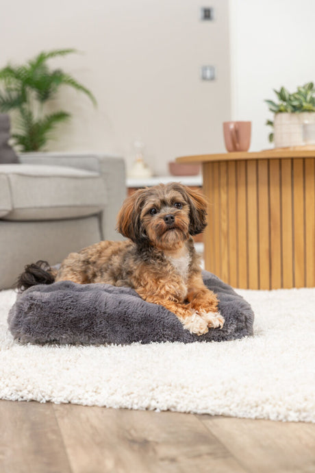 Ein kleiner Hund liegt auf einem grauen Hundebett auf einem weißen Teppich, im Hintergrund sind ein Tisch und Pflanzen sichtbar.