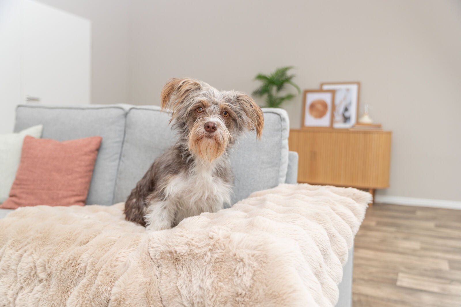 Ein kleiner Hund sitzt auf einem beigen, flauschigen Überwurf auf einem grauen Sofa in einem hellen Wohnzimmer.
