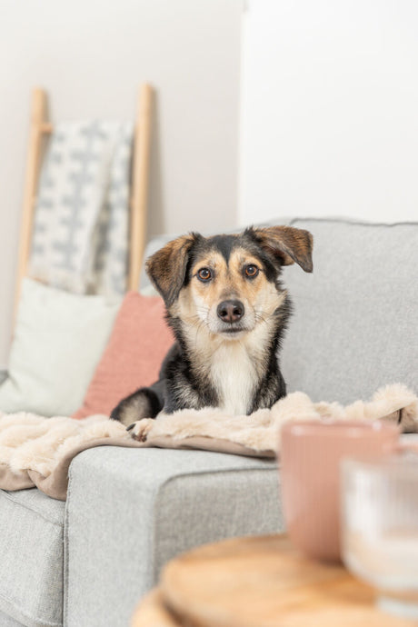 Ein Hund liegt auf einem grauen Sofa mit weicher Decke, im Hintergrund ist eine Deckenleiter zu sehen.