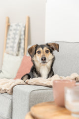 Ein Hund liegt auf einem grauen Sofa mit weicher Decke, im Hintergrund ist eine Deckenleiter zu sehen.