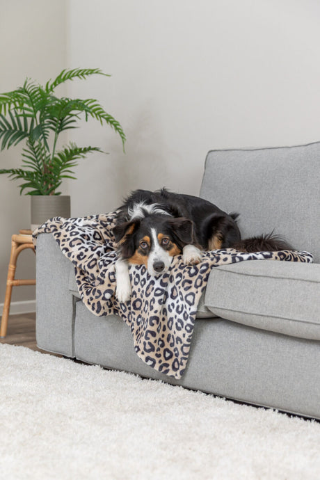 Hund liegt auf einer grauen Couch mit einer Decke mit Leopardenmuster.