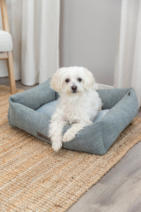 Ein kleiner weißer Hund liegt in einem quadratischen, grauen Hundebett auf einem hellbraunen Teppich.
