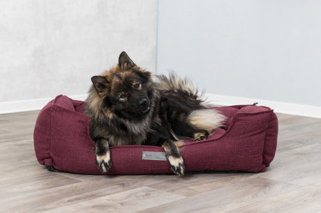 PHO_PRO_DOG_37589-2