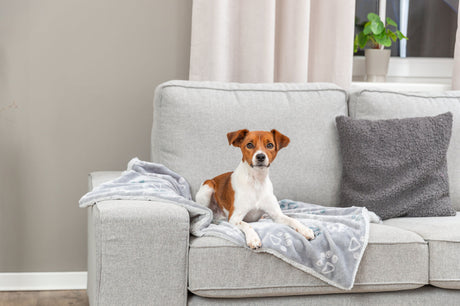 Ein kleiner Hund liegt auf einer grauen Decke auf einem grauen Sofa im Wohnzimmer.