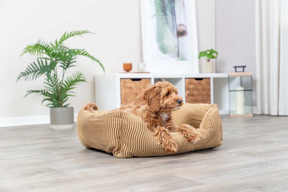 Ein kleiner brauner Hund liegt in einem beigen Hundebett in einem hellen Raum mit Holzfußboden und grüner Pflanze.