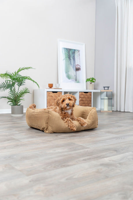 PHO_PRO_DOG_37694-2