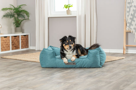 Hund liegt in einem blauen Hundebett auf Holzboden, im Hintergrund Pflanzen und ein Fenster.