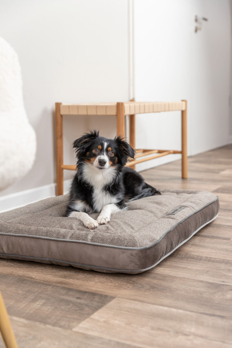 Hund liegt auf einem grauen Hundebett in einem modernen Raum.