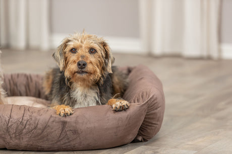 Ein Hund mit zotteligem Fell liegt in einem braunen Hundebett auf einem Holzboden vor einem hellen Hintergrund.