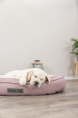 PHO_PRO_DOG_37880-37881-3