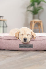 PHO_PRO_DOG_37880-37881-4
