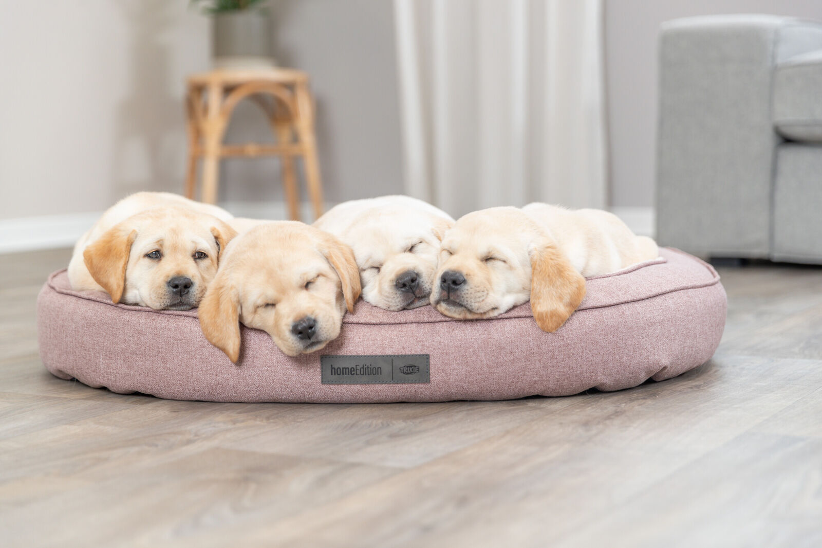 Vier schlafende Welpen liegen eng aneinander auf einem runden, rosa Hundebett auf einem Holzboden.