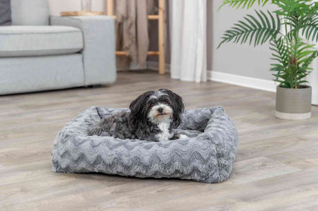 PHO_PRO_DOG_37931-1
