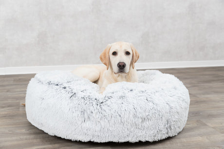 PHO_PRO_DOG_38016-1